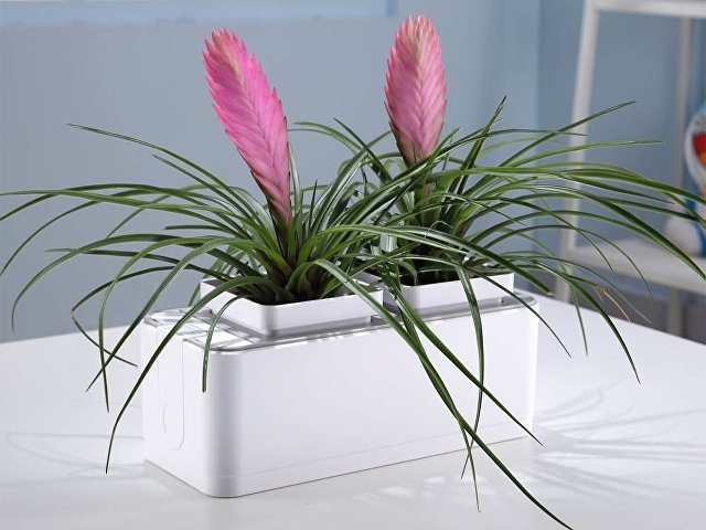 Компактный смарт-сад «iGarden» thumbnail