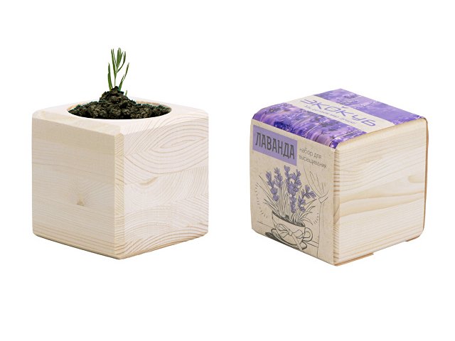 Набор для выращивания «Лаванда» thumbnail